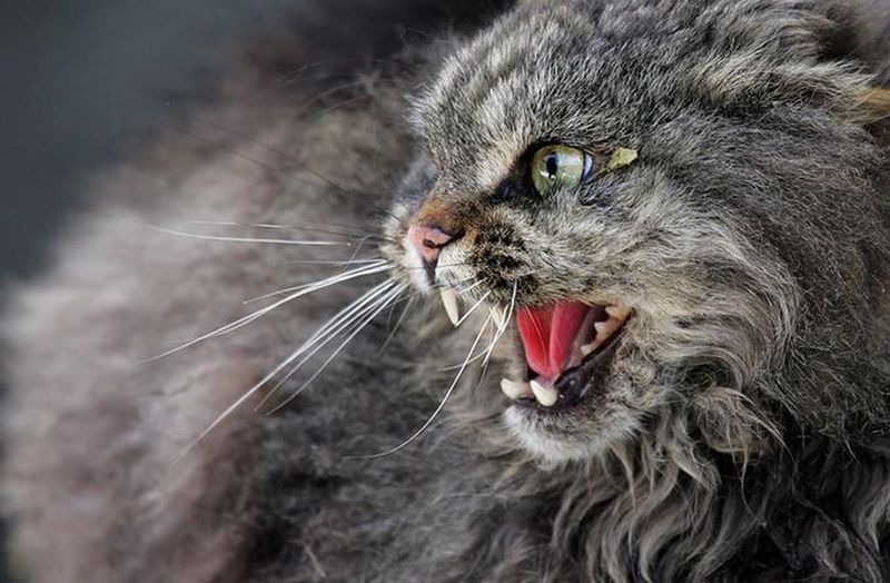 800x524, 79 Kb / Кот, хищный