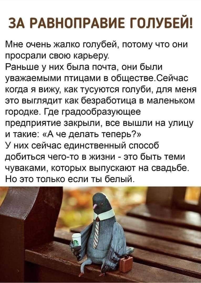 765x1080, 121 Kb / голубь, почта, равноправие, свадьба, белый, безработица