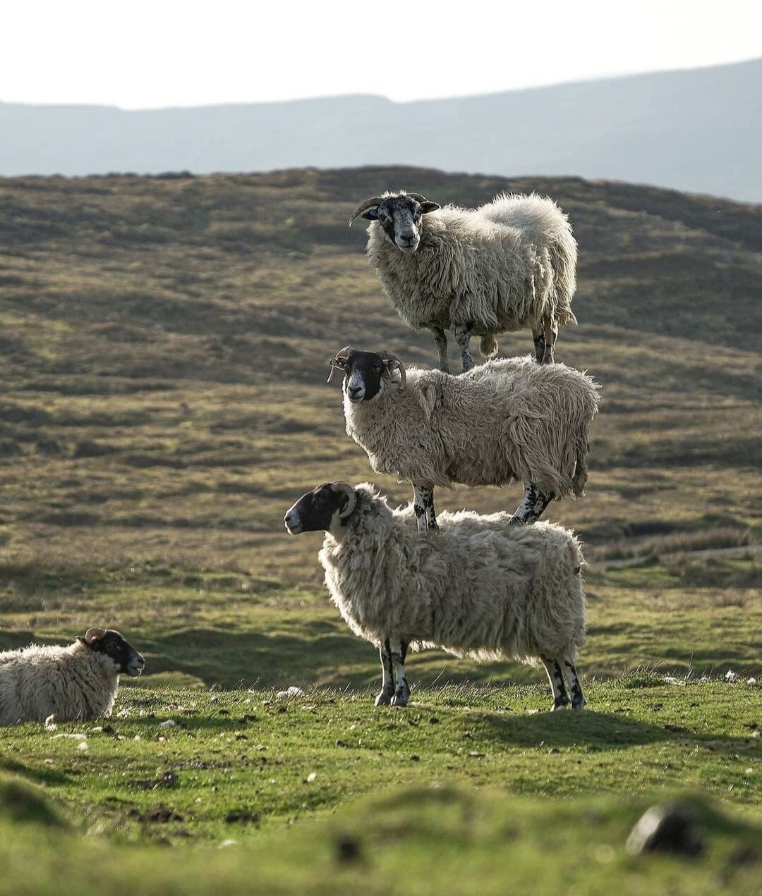 1080x1271, 458 Kb / Пирамида, горы, луг, баран, овца, иерархия