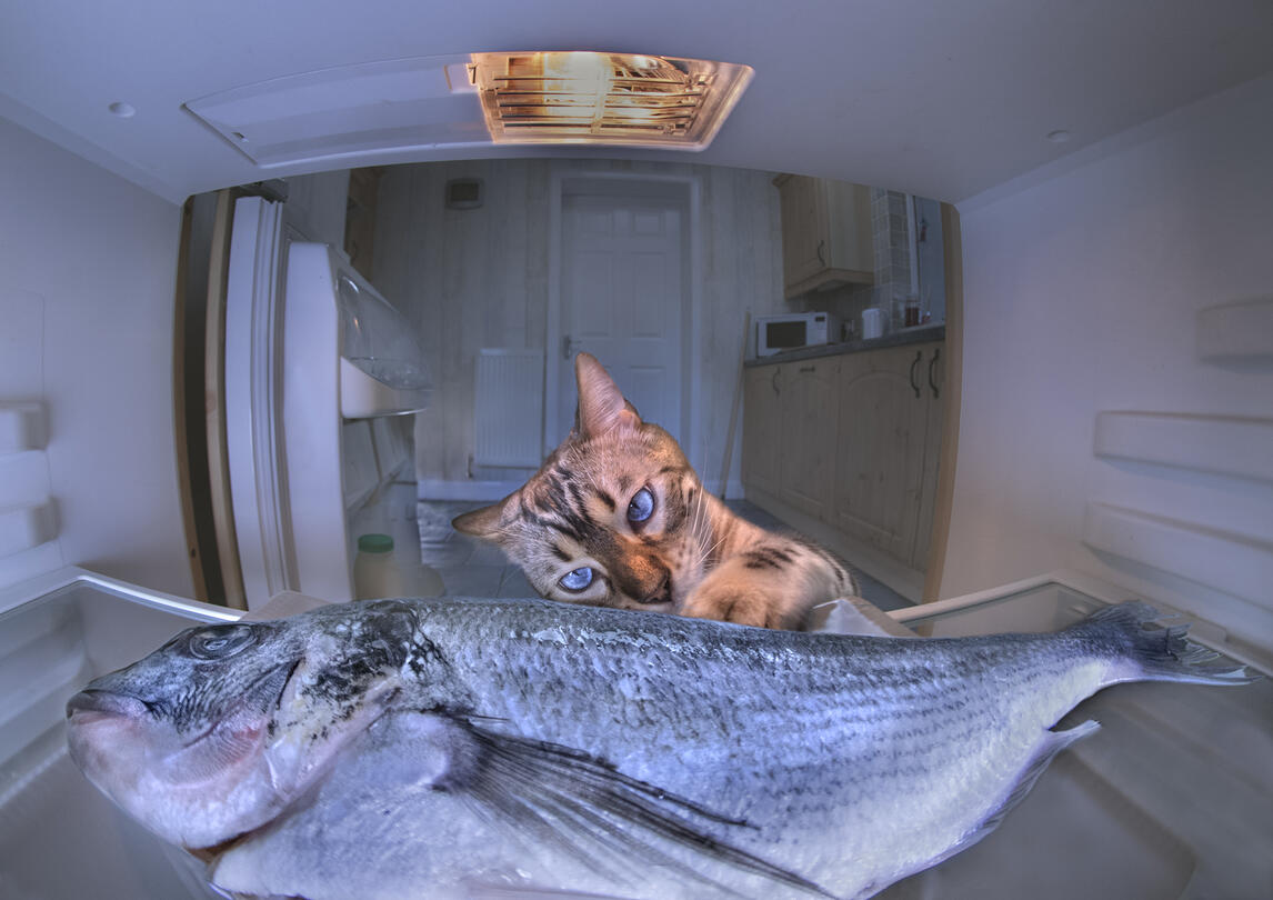 1146x810, 103 Kb / рыба, кот, холодильник