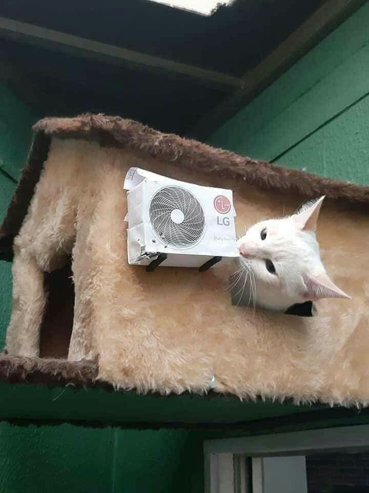 720x960, 63 Kb / Кот, домик, сплит