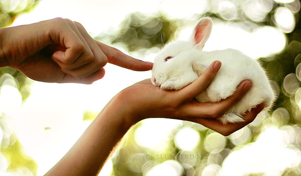 600x352, 158 Kb / кролик, зайчик