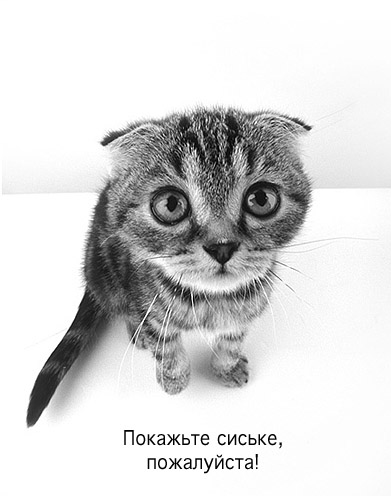 391x496, 62 Kb / котёнок, сиськи, просьба