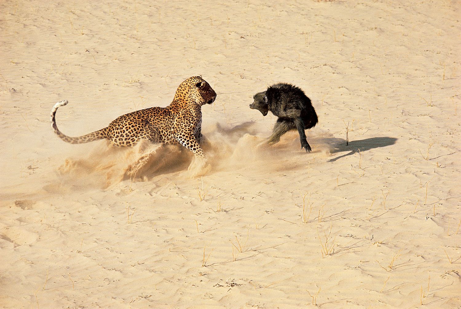 1500x1007, 291 Kb / леопард, обезьяна, пустыня