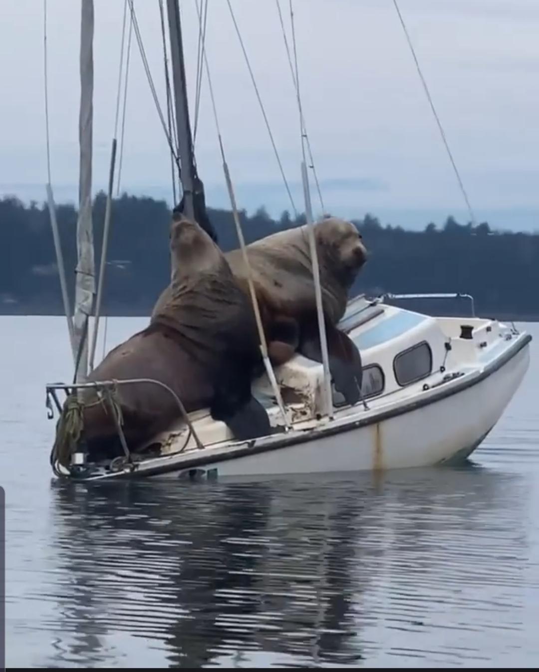 1080x1345, 105 Kb / яхта, морской лев