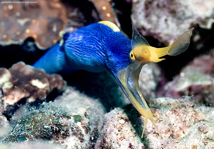 700x487, 142 Kb / ленточный угорь, голубой