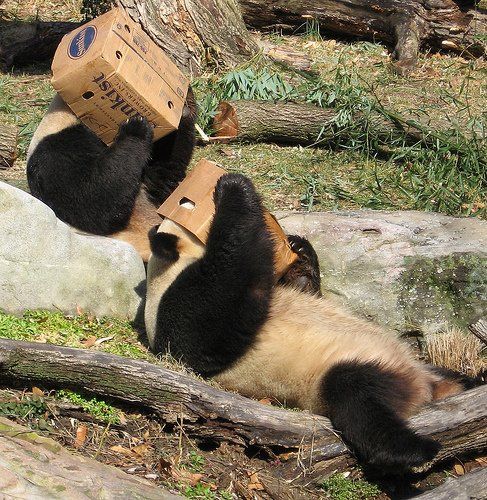 487x500, 99 Kb / панды, коробки