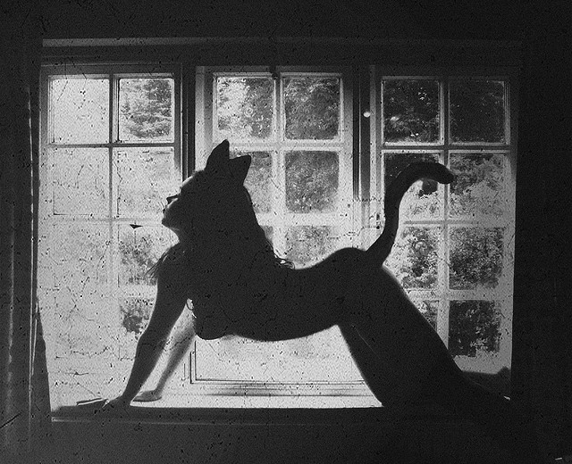 640x520, 115 Kb / окно, хвост, ушки, ч/б