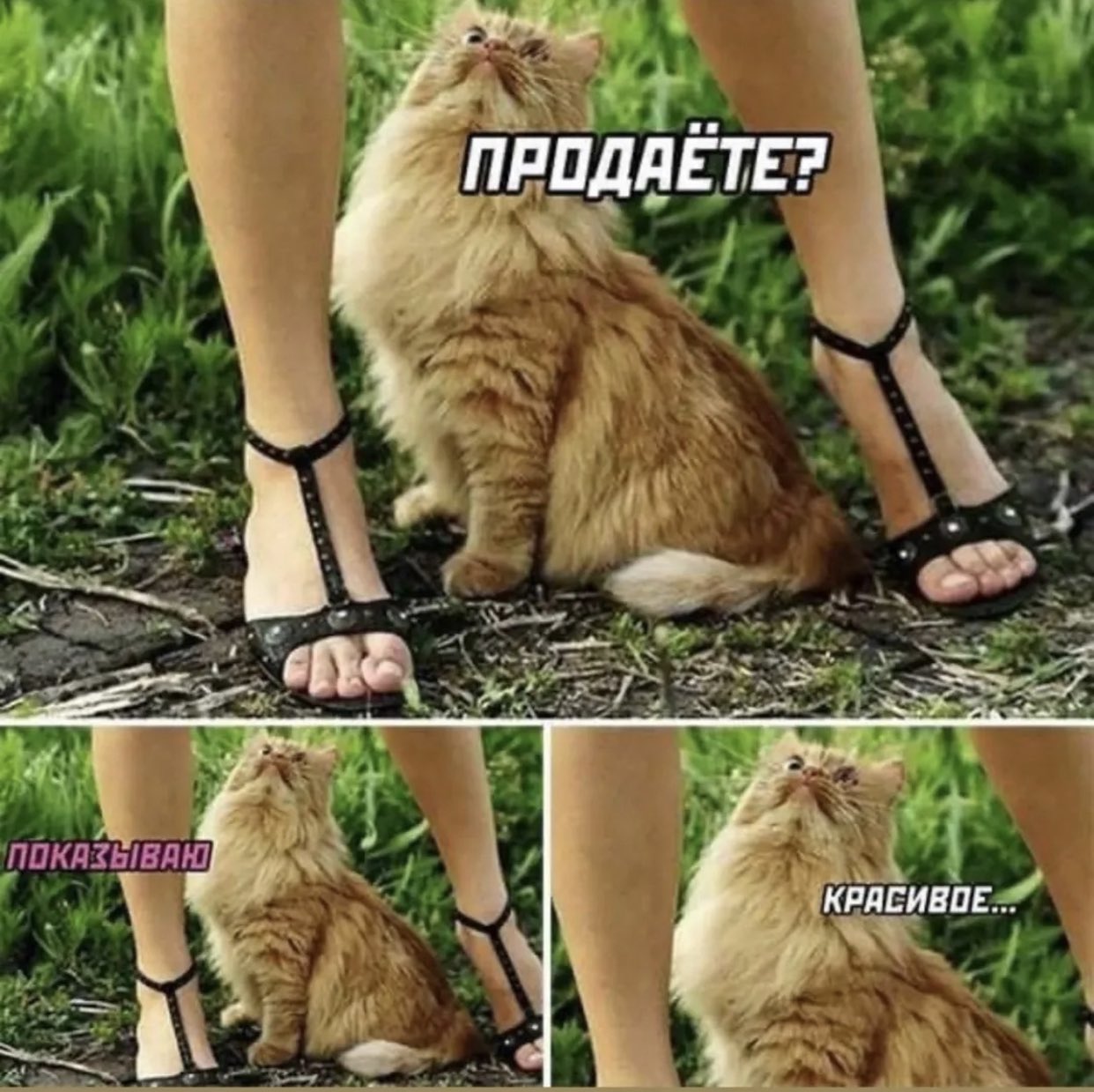 1242x1239, 220 Kb / красивое, показываю, кот, ноги, босоножки, взгляд