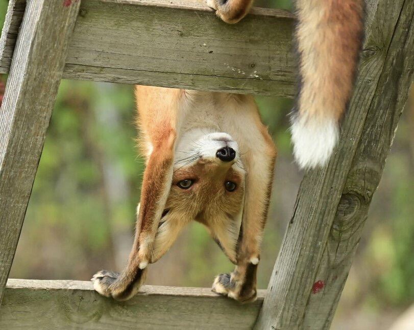 811x648, 92 Kb / лиса, лисица, лестница