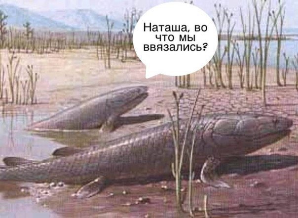 604x442, 59 Kb / наташа, эволюция, земноводное