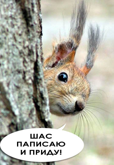 375x544, 53 Kb / белка