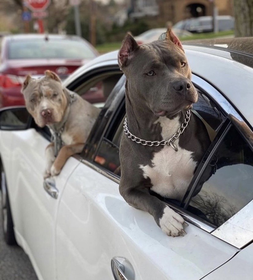 828x917, 137 Kb / питбультерьер, авто