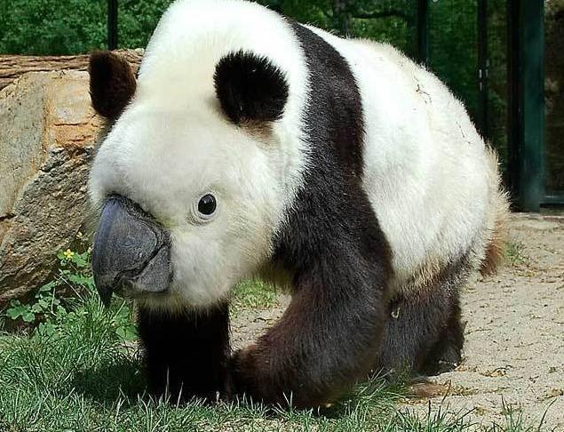 635x486, 79 Kb / панда, клюв, попугай, монстр