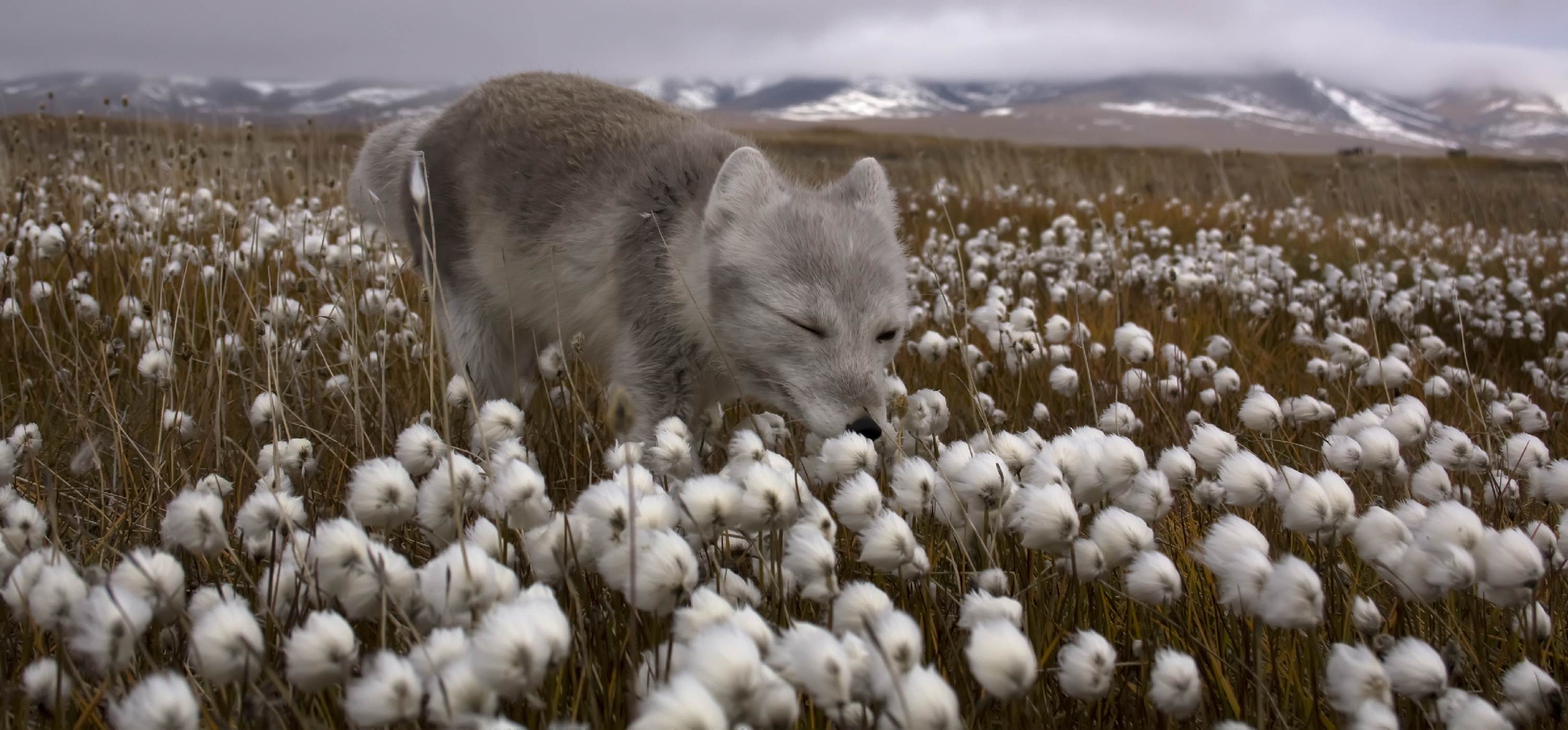 3008x1400, 371 Kb / Песец, собака, горы, пушица влагалищная