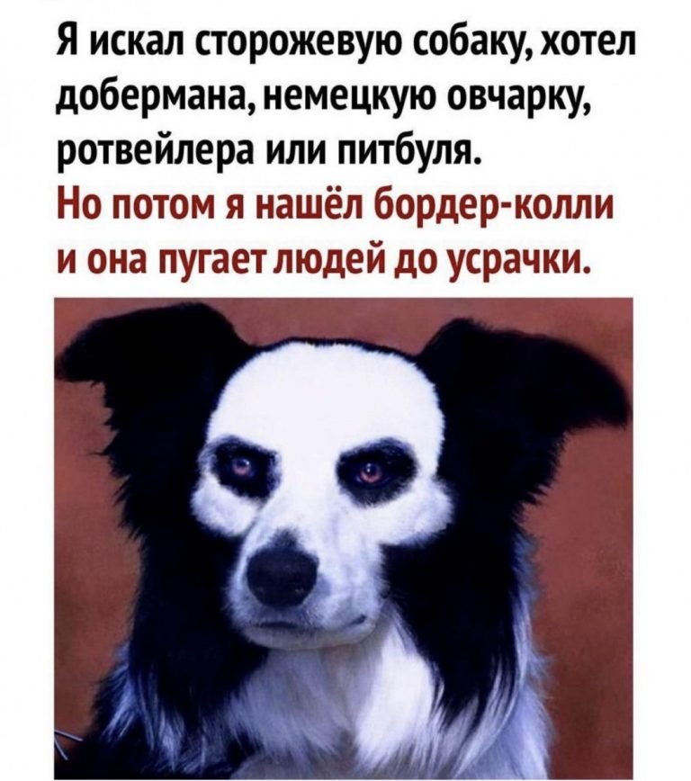 768x868, 81 Kb / собака, череп, бордер-колли