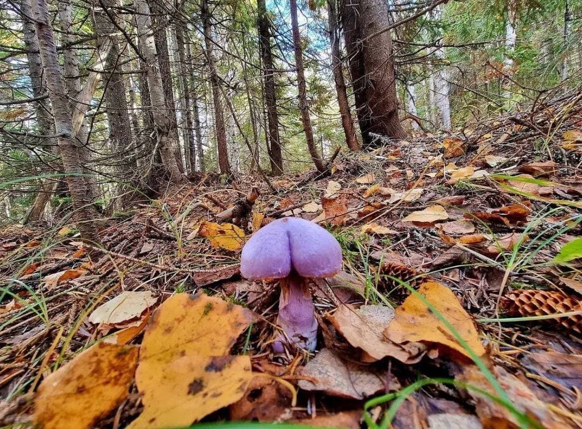 1170x864, 323 Kb / гриб, фиолетовый, лес, листья