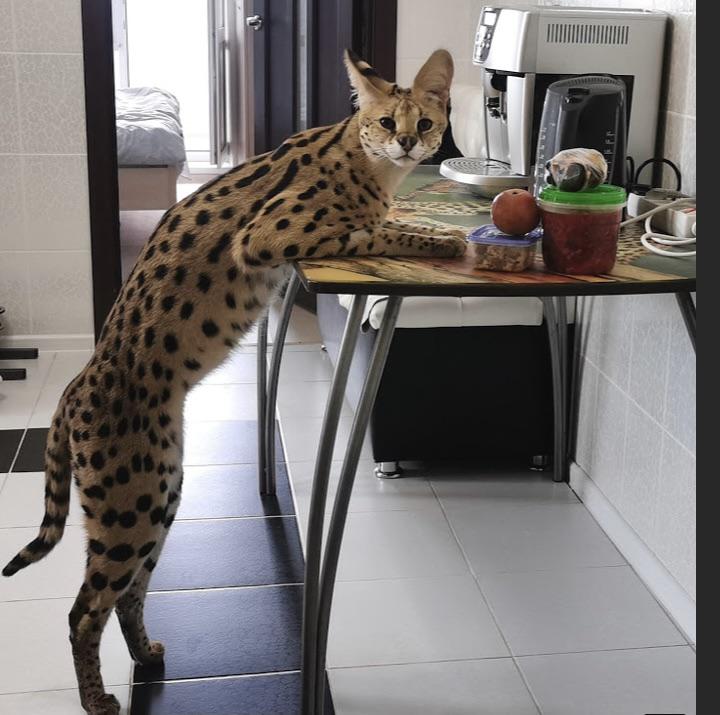 720x715, 64 Kb / кот, сервал, стол, кофемашина, пятна