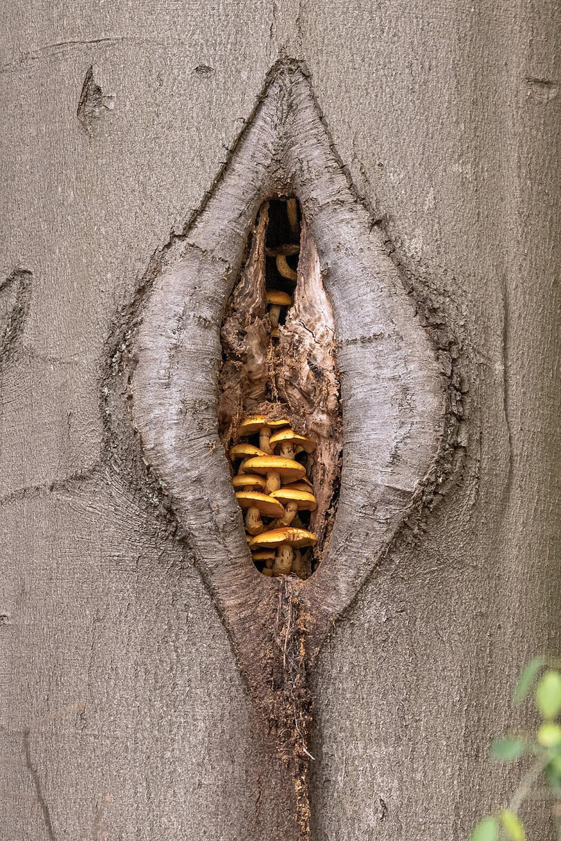 811x1216, 533 Kb / дупло, грибы, дерево