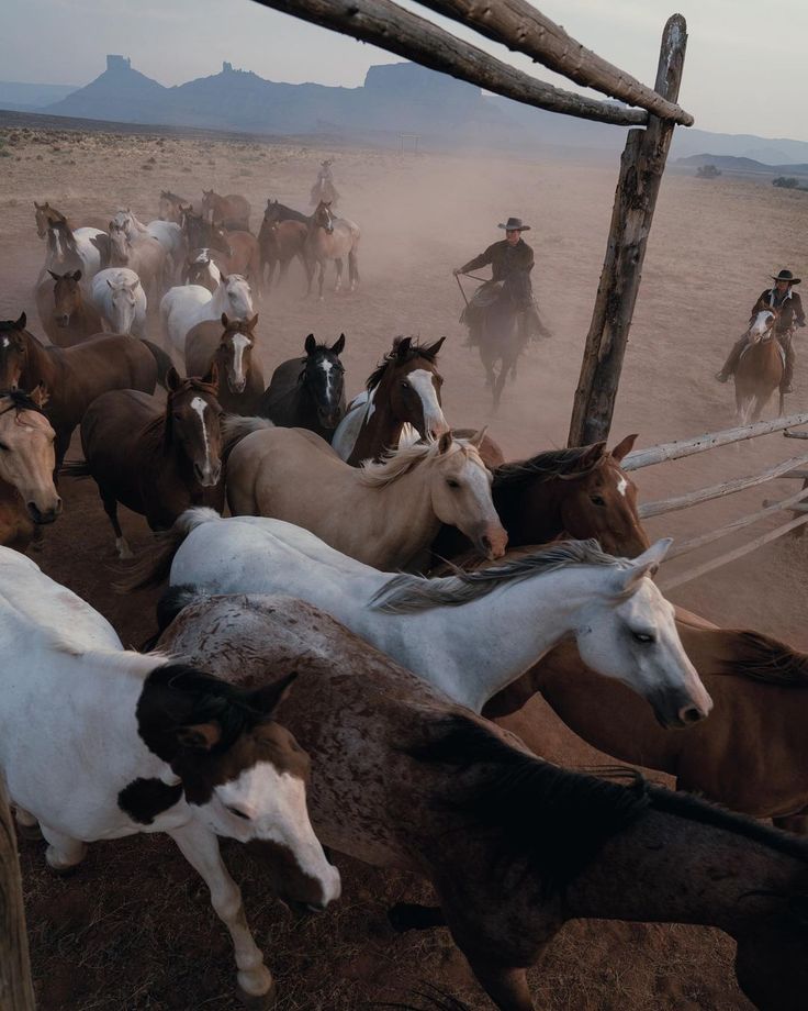 736x920, 91 Kb / лошадь, кони, погонщик, загон