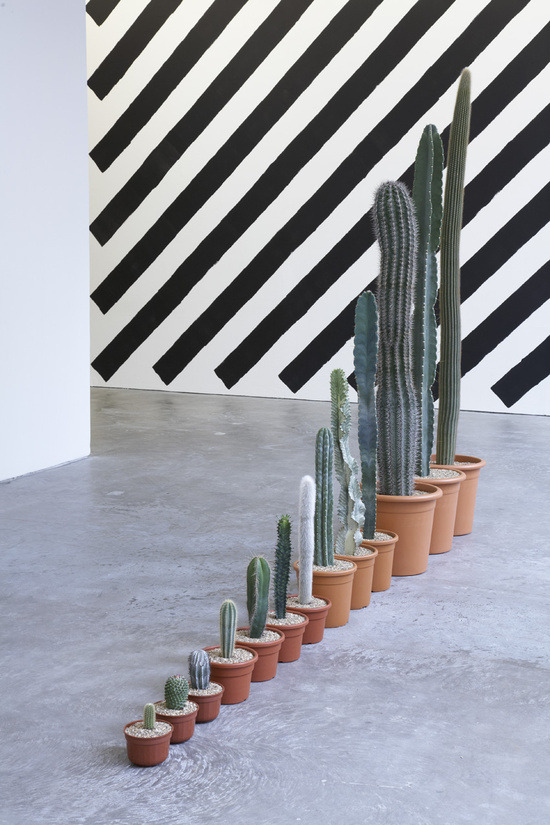 550x825, 152 Kb / кактусы, горшки, размер, длина, полоски