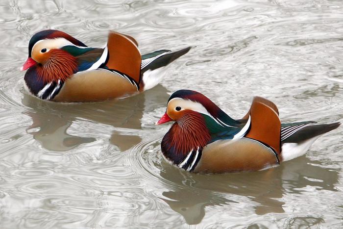 700x467, 57 Kb / мандариновые селезни