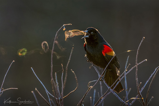 640x427, 53 Kb / дрозд, птица, мороз, пар