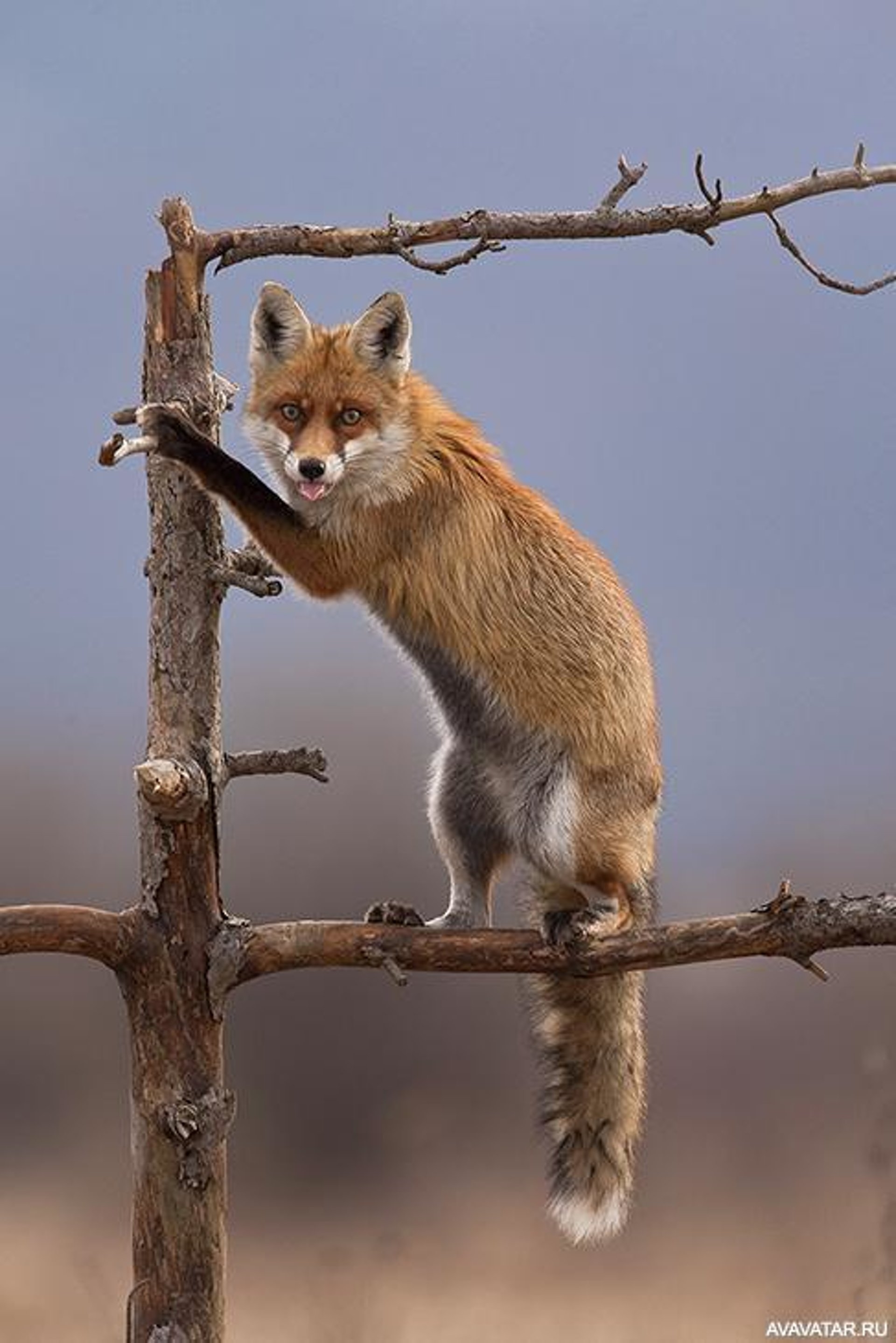 1920x2878, 323 Kb / лиса, дерево