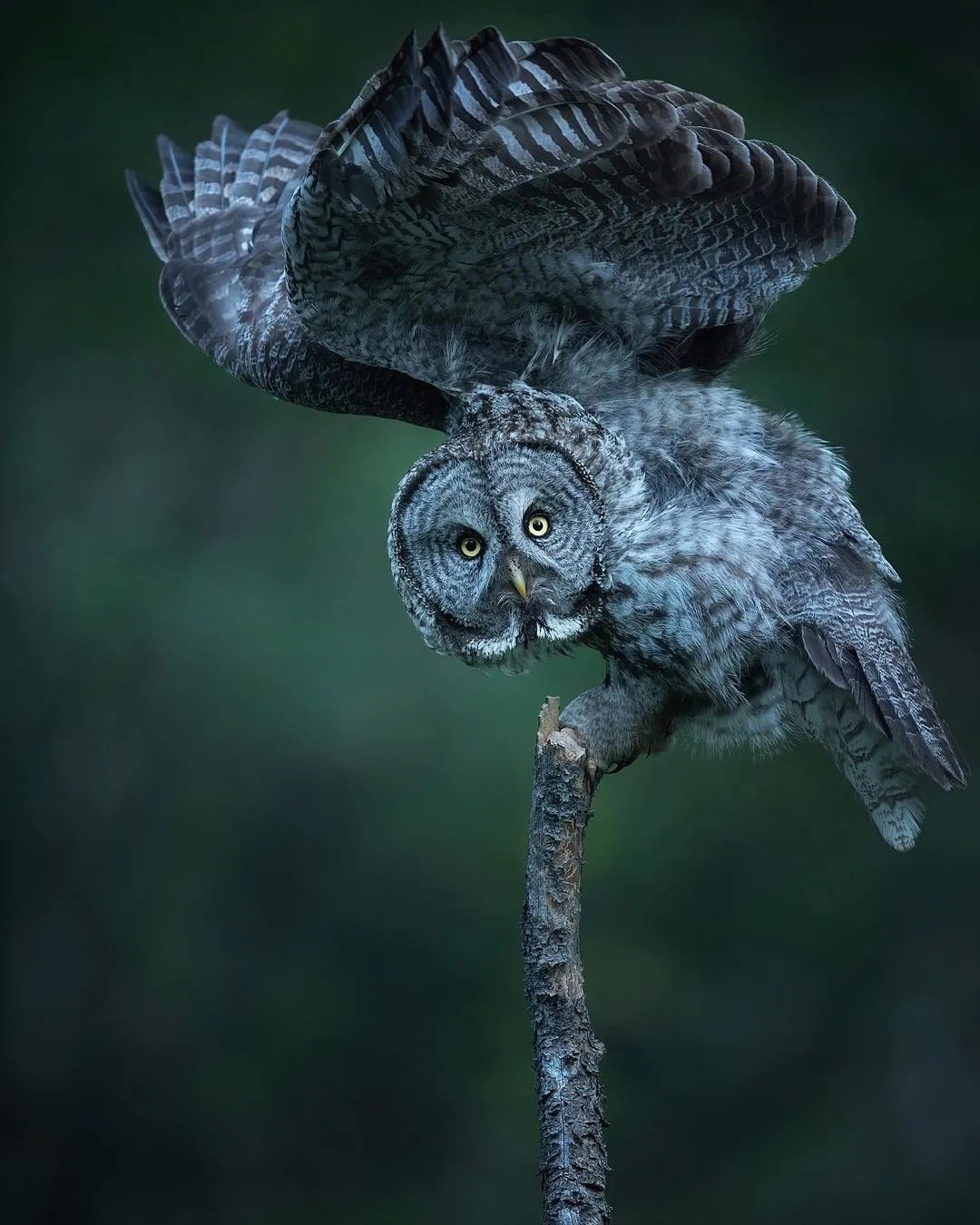 1080x1350, 220 Kb / сова