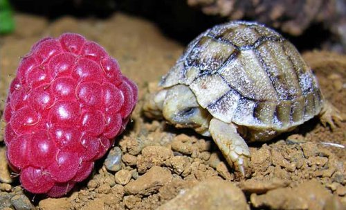 500x303, 54 Kb / черепаха, малина