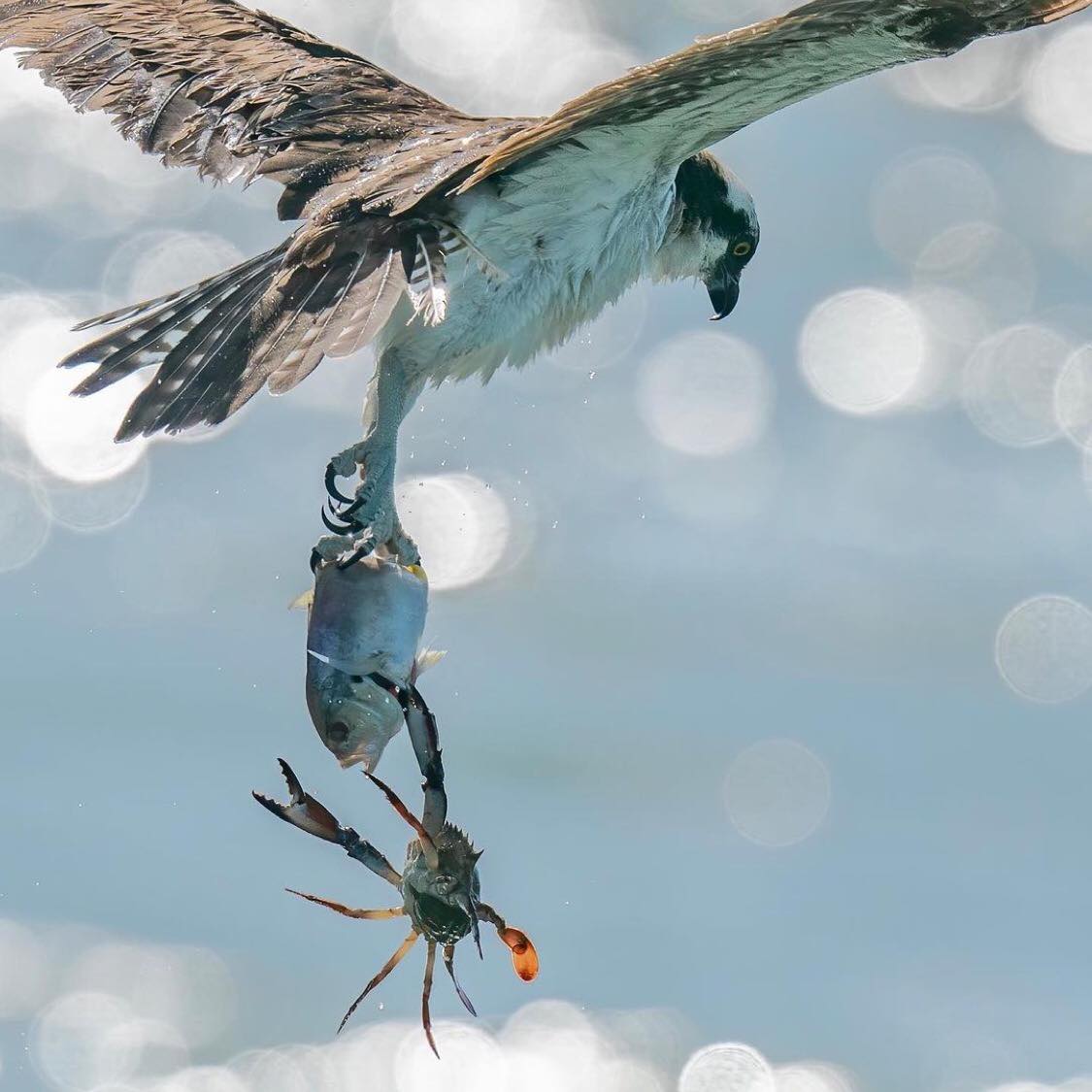 1125x1125, 97 Kb / краб, рыба, птица, mark smith