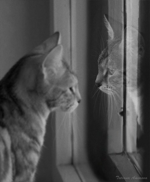 494x600, 67 Kb / кот, ч/б, депрессия