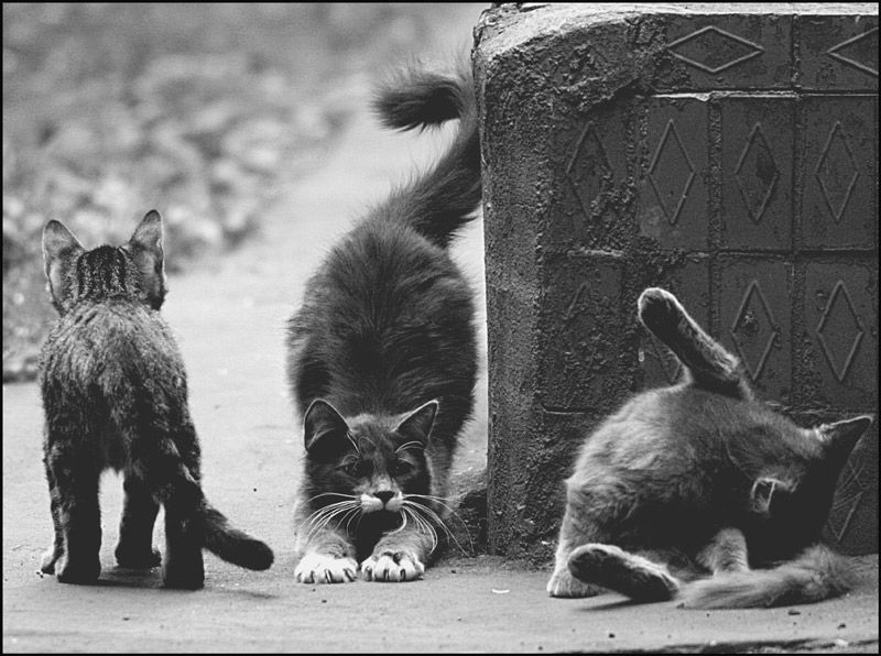 800x596, 136 Kb / коты, ч/б