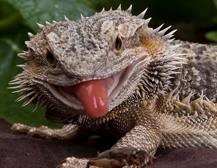 700x541, 87 Kb / ящерица, язык, бородатая агама