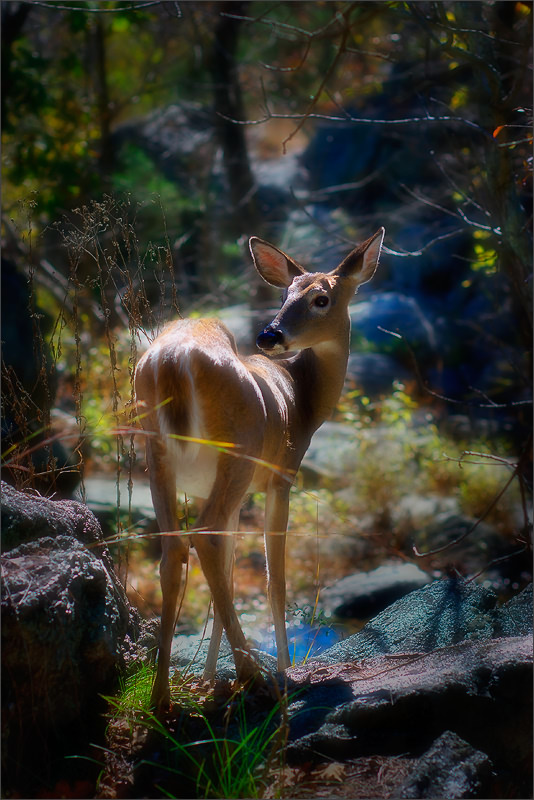 534x800, 174 Kb / олень, белохвостый, бэмби