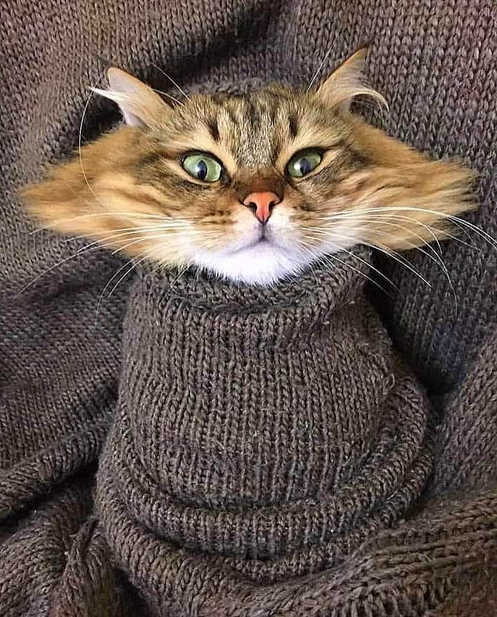 707x879, 199 Kb / кот, кошка, голова, вязанное, кофта, свитер