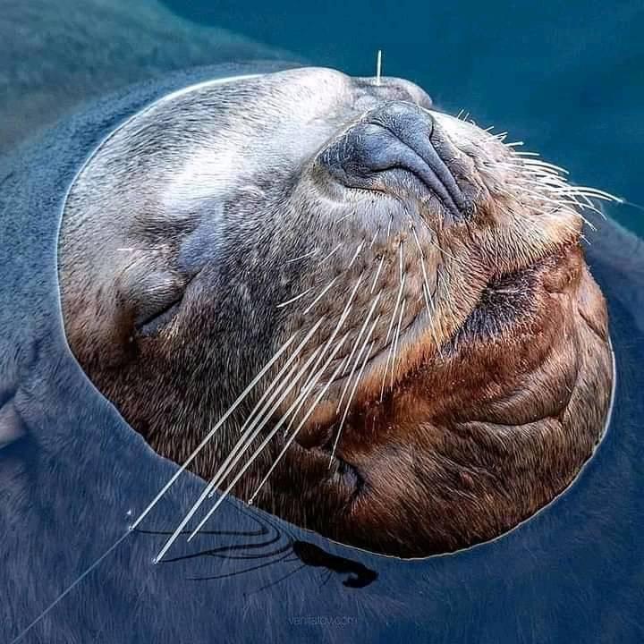 720x720, 93 Kb / морда, вода, тюлень, Камчатка, сивуч