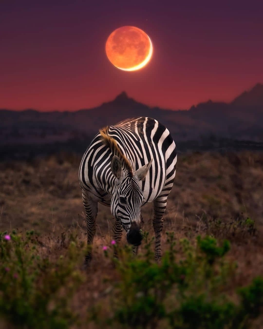 1080x1350, 100 Kb / зебра, луна