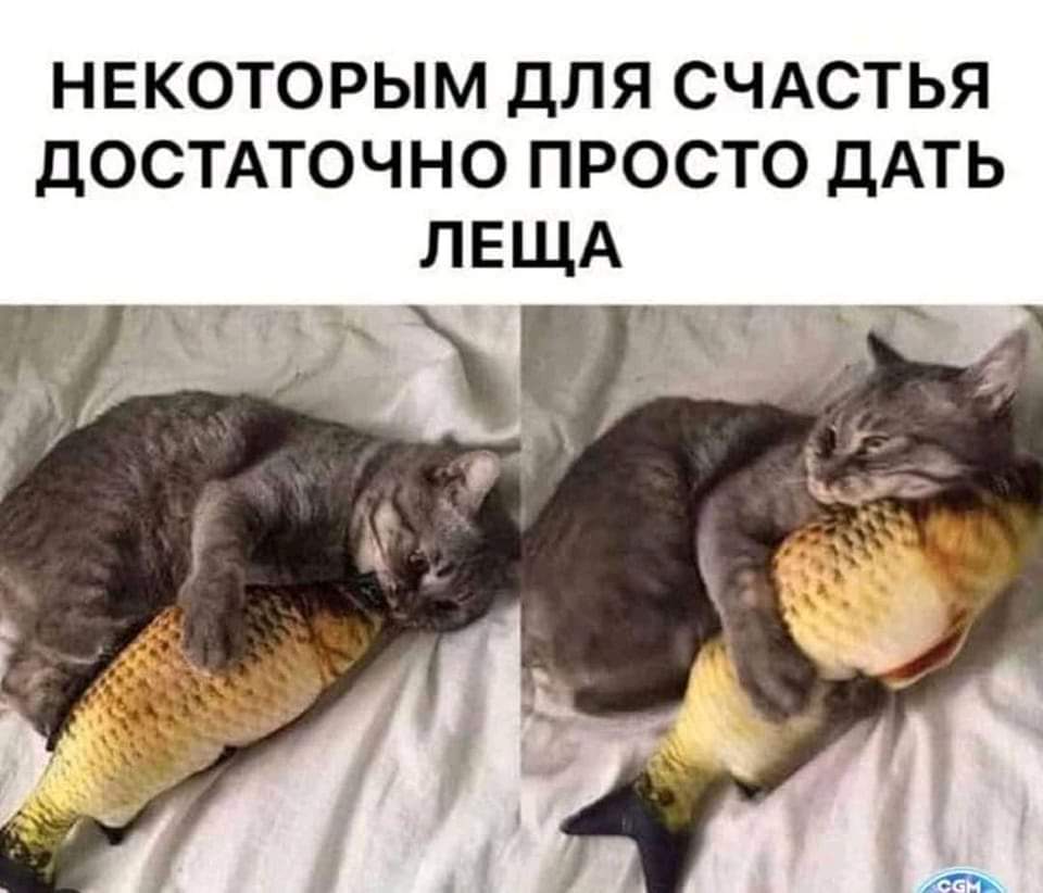 960x822, 63 Kb / Лещ, кот, рыба