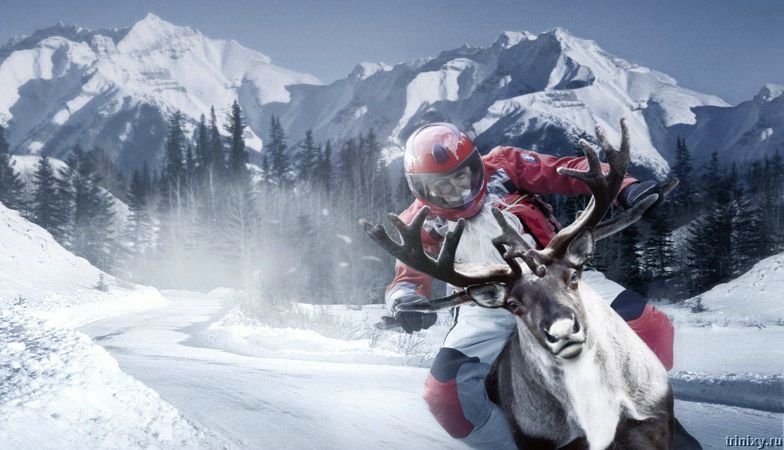 784x450, 86 Kb / олень, мотоциклист