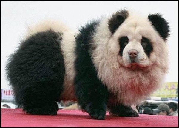 600x431, 57 Kb / чау-чау, панда, маскировка