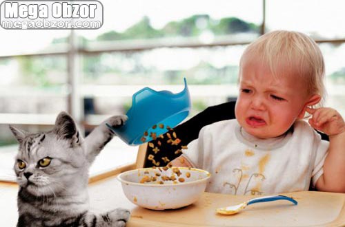 500x330, 28 Kb / кот, ребёнок, еда