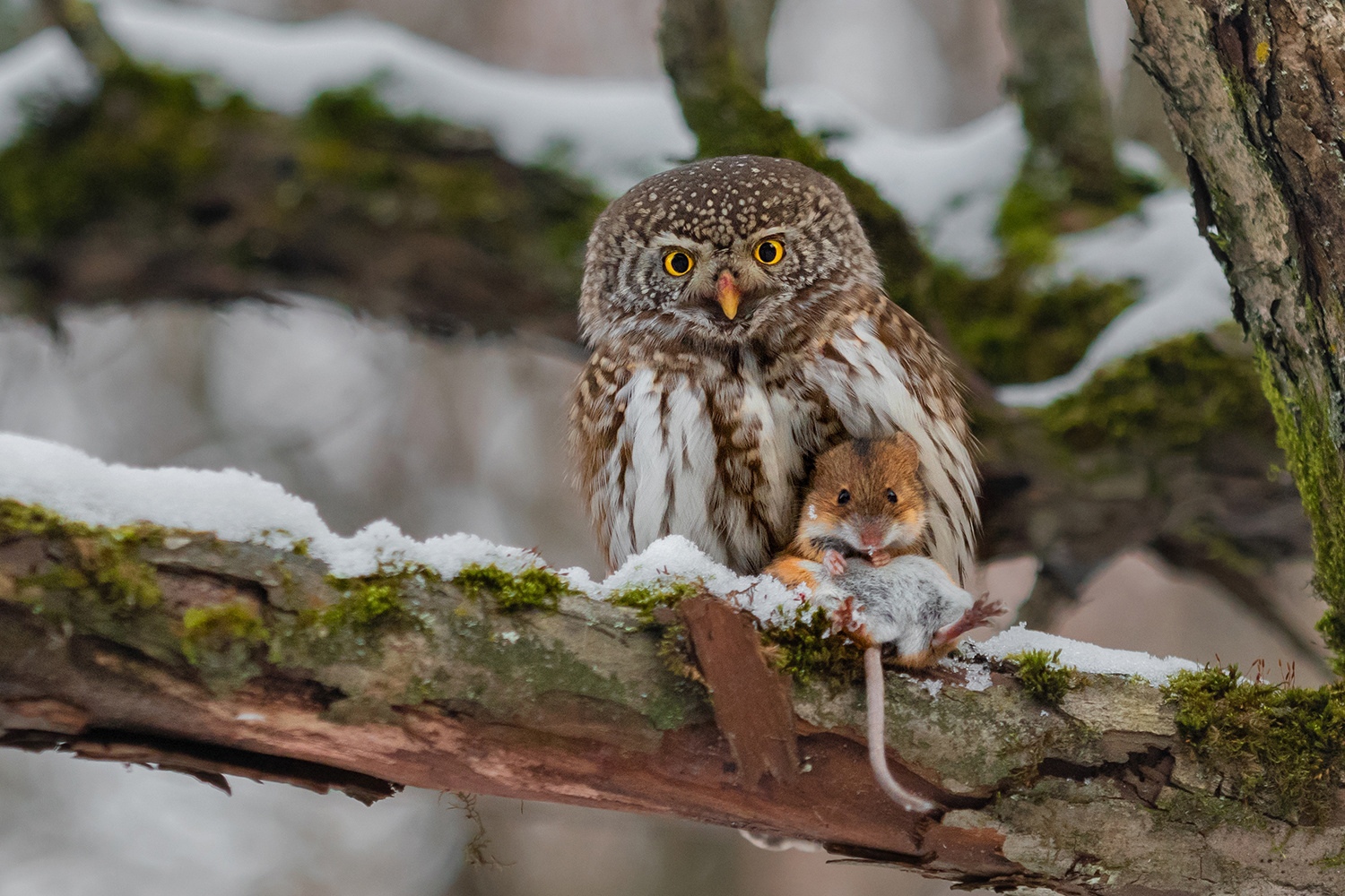 1500x1000, 601 Kb / сова, мышь, дерево, ветка