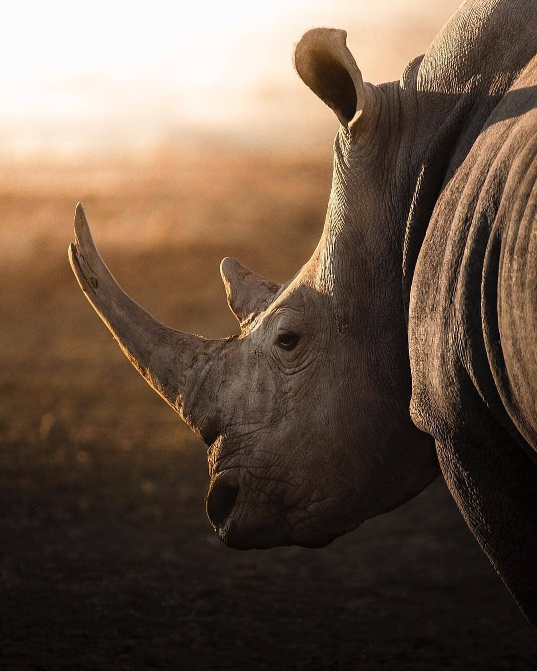 1080x1349, 158 Kb / носорог