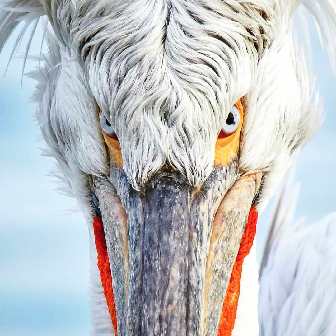 1080x1080, 151 Kb / Кудрявый пеликан, птица