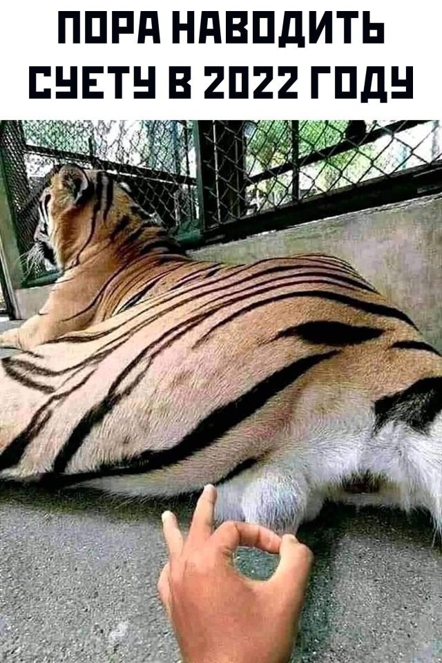 640x960, 188 Kb / Тигр, яйца