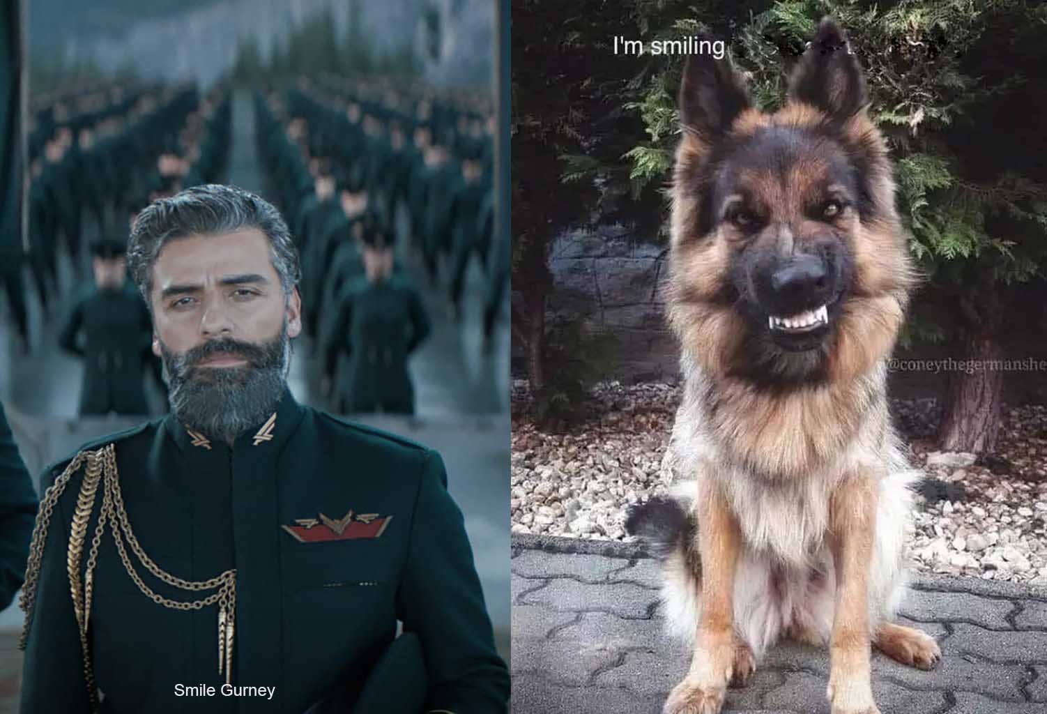 1502x1024, 125 Kb / Борода, форма, собака, оскал, Gurney Halleck, Гурни Халлек, улыбайся Гурни