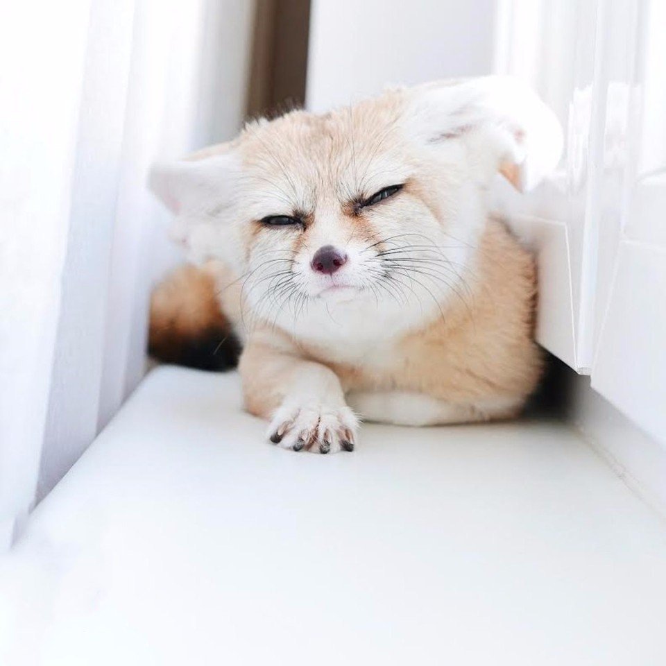 960x960, 68 Kb / лиса, взгляд, подоконник, фенек