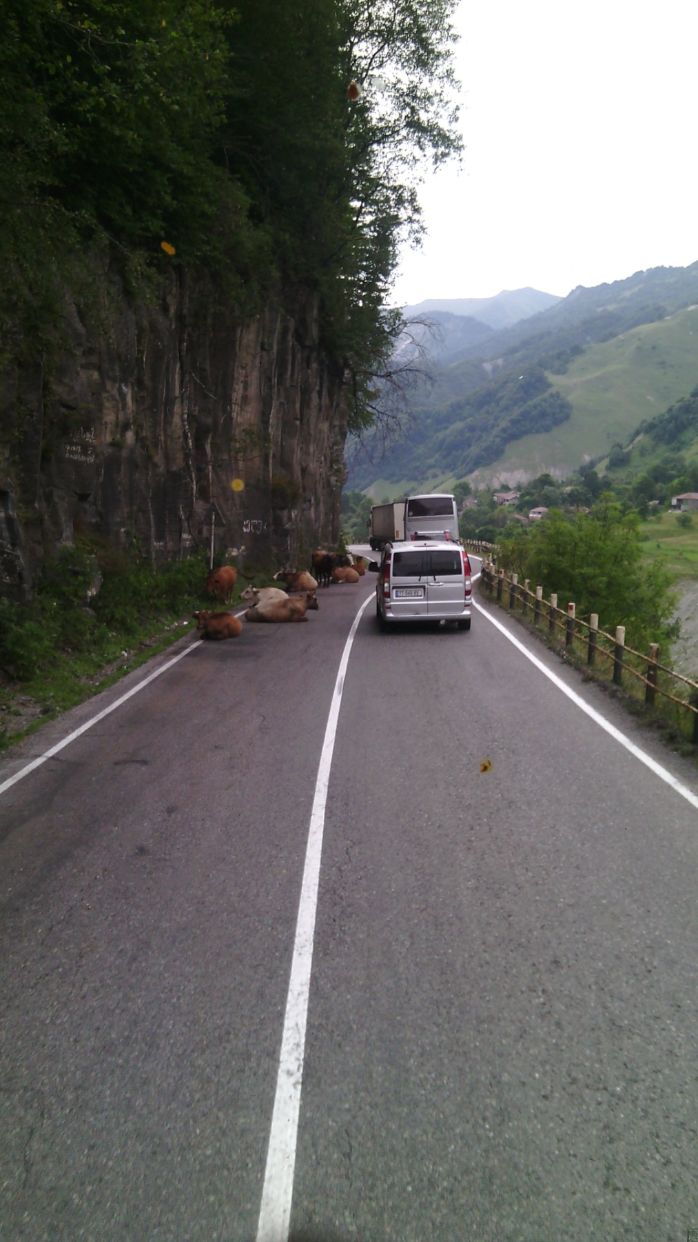 1013x1801, 492 Kb / Грузия, коровы, дорога, лежат