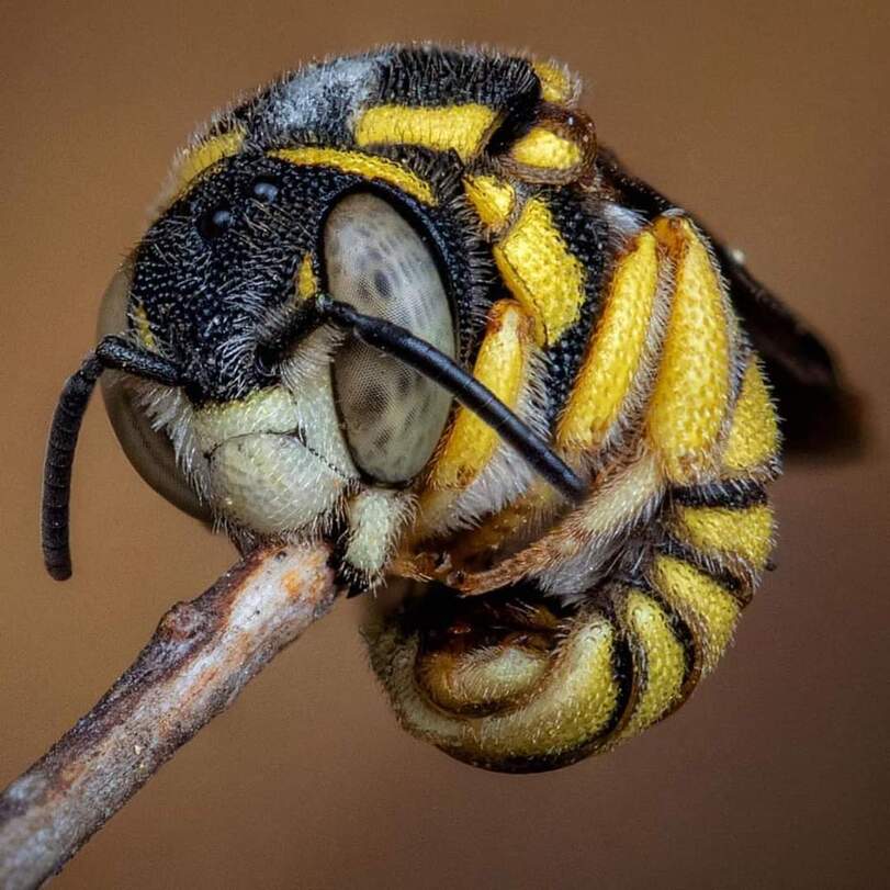811x811, 81 Kb / пчела, ветка, пчела-шерстобит